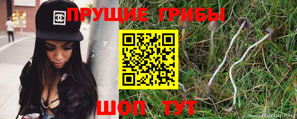 Псилоцибиновые грибы мицелий Чистополь